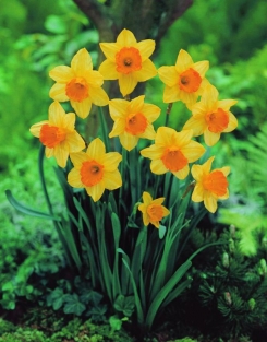 Narcis Fortune